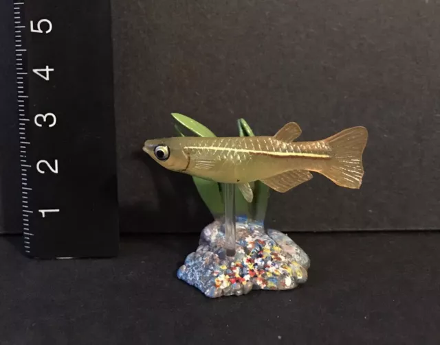 RARE COLORATA (LIKE Kaiyodo) Fossil Fish Queensland Lungfish Lung Fish  Figure $15.99 - PicClick