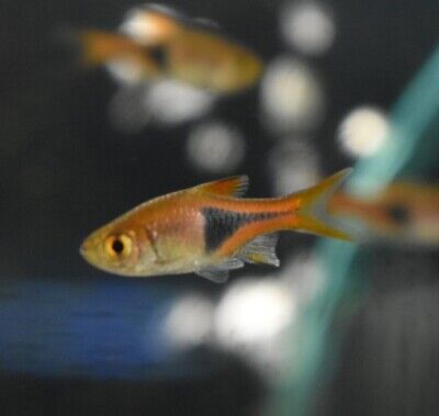 Live Red Harlequin Rasbora (Pack of 6 Freshwater Aquarium Fish) *PLS READ DESCR*