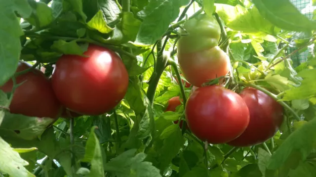 Graines de TOMATE ROSE DE BERNE biologiques reproductibles / permaculture