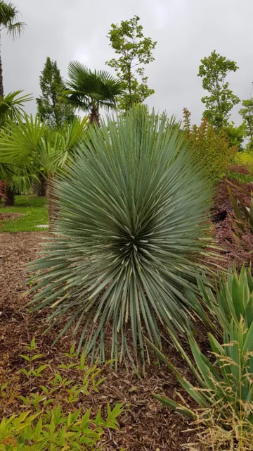 Yucca rostrata / Godet Anti-Chignon 2