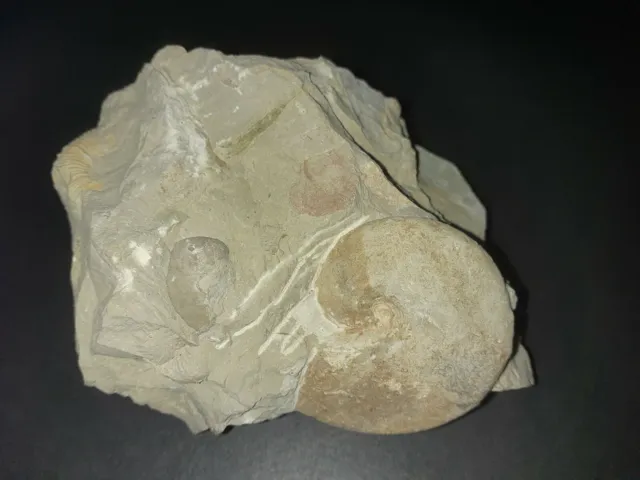 Versteinerte Schnecke - Fossil Stein - tolles Stück - ansehen !