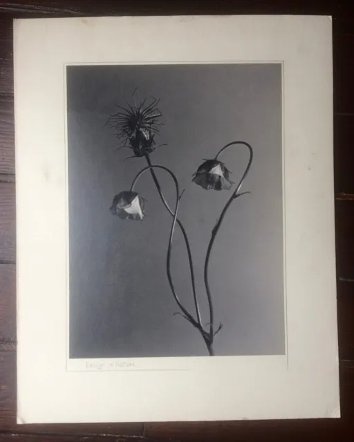 Grande PHOTO Studio Fleurs Design in nature Noir et blanc Foto sur carton