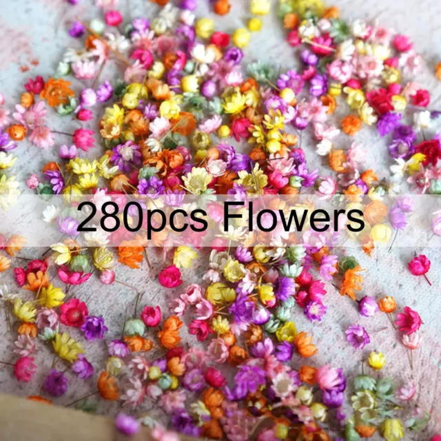 Real Dried Flower For DIY Art Craft Epoxy Resin Candle Glass 2022 Making N1Q8