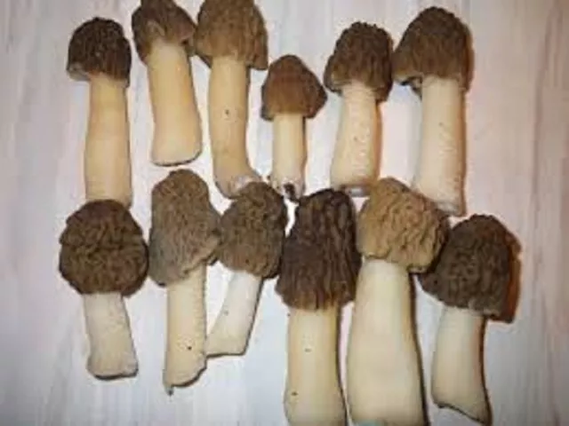 Bell morel Verpa Conica Real graines de champignons naturelles spores 9,90 $