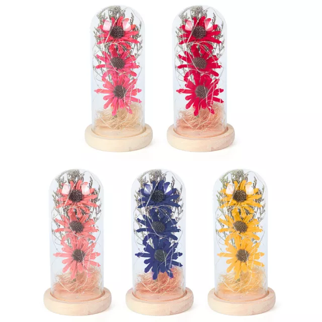 Vetro girasole essiccato luce notturna con luce gialla calda corda decorazione camera da letto
