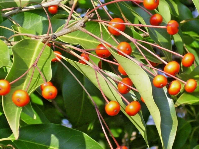 20 Longstalk Holly Seeds - Ilex Pedunculosa