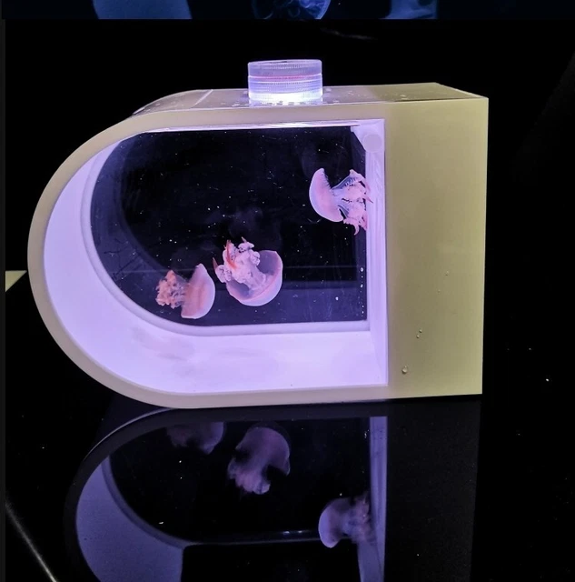 Jellyfish aquarium tank 3