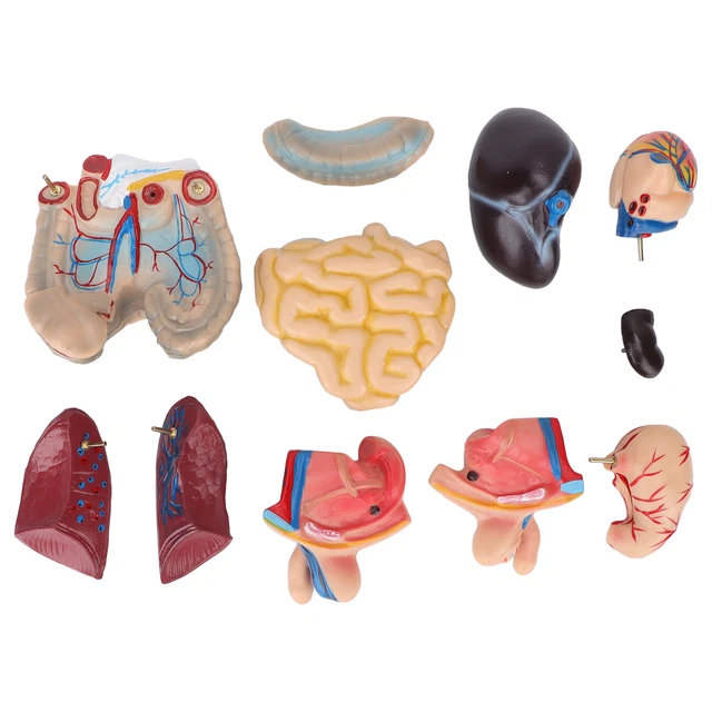 Modèles anatomiques pour l'enseignement médical et l'éducation des patients