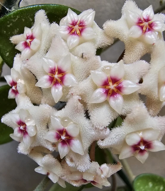 Heavenly HOYA Sopravaso Piccolo In Ceramica 7 Cm – Colori Pastello Per La Tua Casa - Foto 1