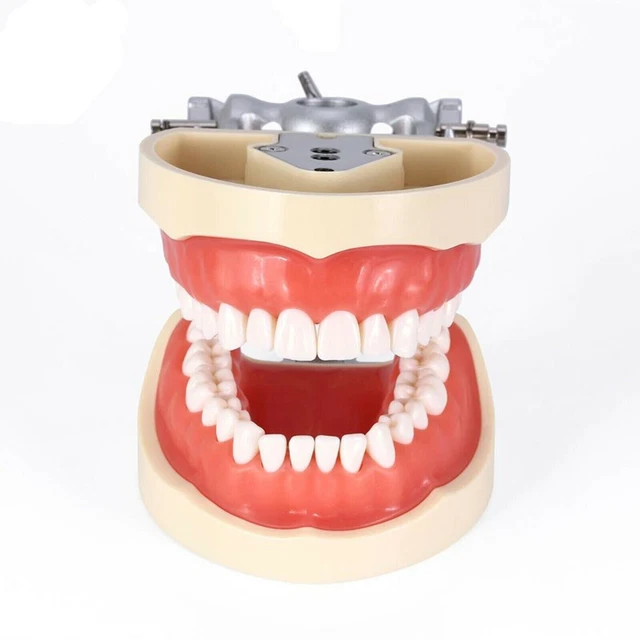 Dental Typodont Teeth Model Kilgore NISSIN 200 Type Removeable Teeth 32 Pcs