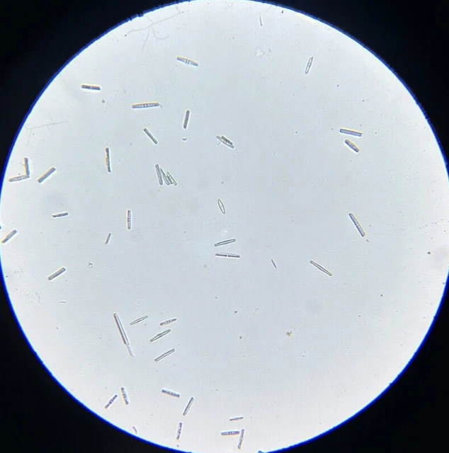 19th c J.D. Moller Microscope Diatom Test Slide USA Grammatophora Subtilissima