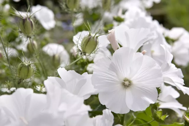 Lavatera Mont Blanc White, Approx. 25 seeds Grow as Bedding Height: 60cm