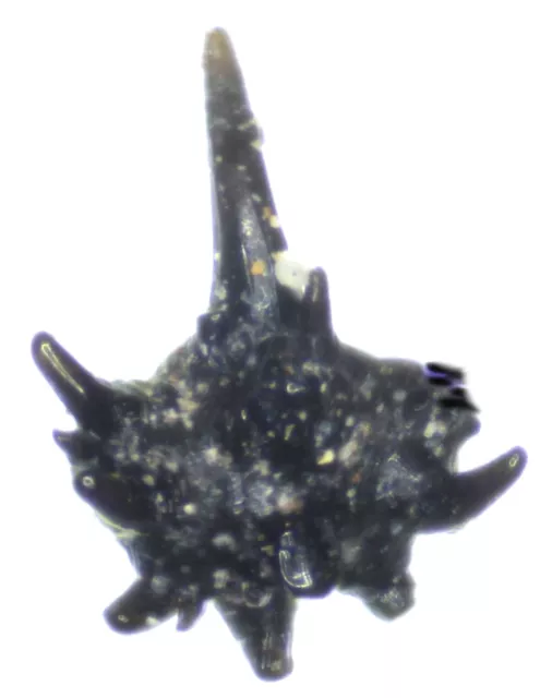 Rare Silurian Gnathostomes fossil fish tooth.