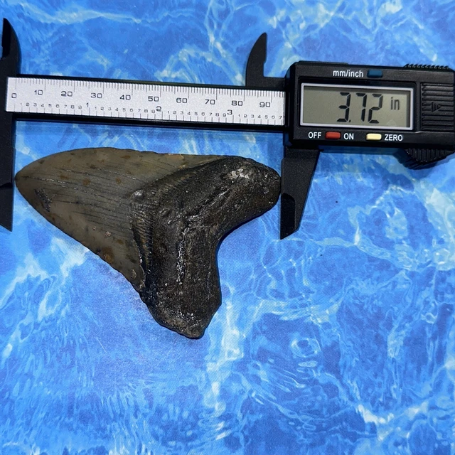 Megalodon Shark Tooth 3.72” Huge Teeth Big Meg Scuba Diver Direct Fossil Nc 8119 6