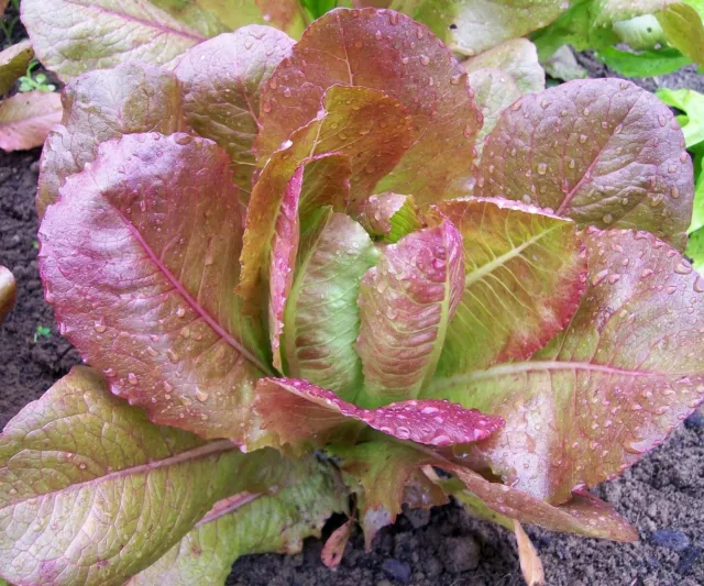 Red Cos Lettuce (Rouge d'hiver) - 100 seeds - Tasmanian Grown