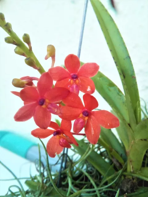 Ascocentrum curvifolium mit Blühtrieb,  (Vanda)