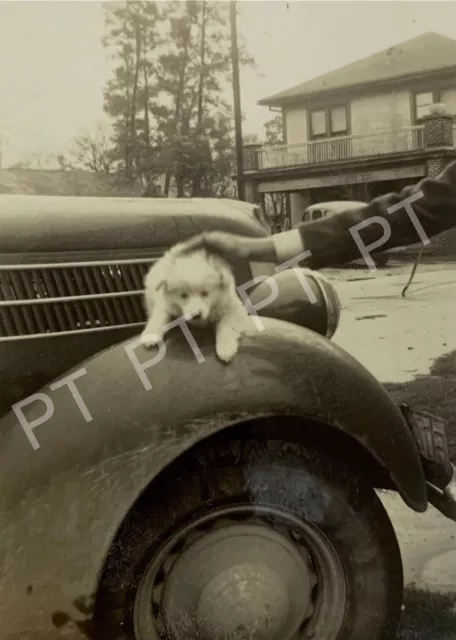 Antique Vintage Original Photo White Puppy Dog on Car Wheel 1940s Cute Pup