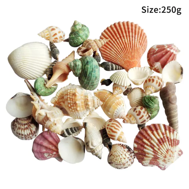 Sea Shells DIY Crafts Beach For Decorating Fish Tank Photography Prop Colorful