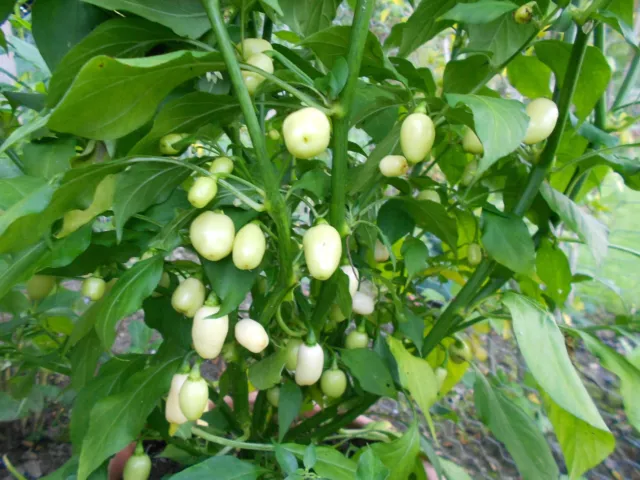 Habanero Weiß 10 Samen (Rarität) (Mini-Chili)  Chili Chilisamen