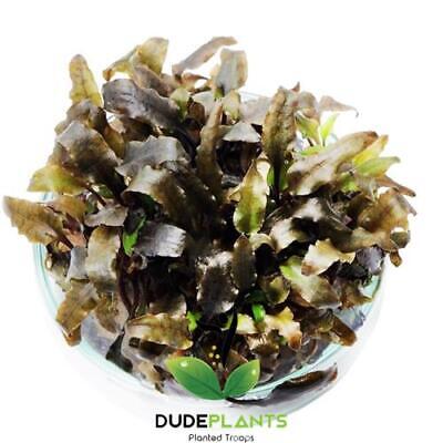 Cryptocoryne Wendtii Brown B2G1 Tissue Culture Crypt Live Aquarium Plant Rooted