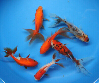 Live 6 pack of 3-4 inch Fantail Goldfish for fish tank, koi pond aquarium