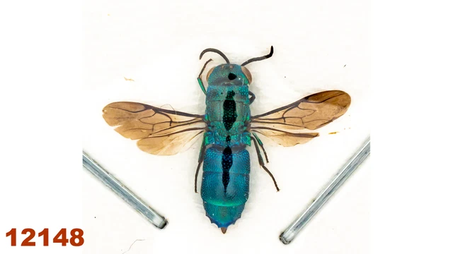 Hymenoptera : Chrysididae sp.   A1, WS 12 mm, 1 pc