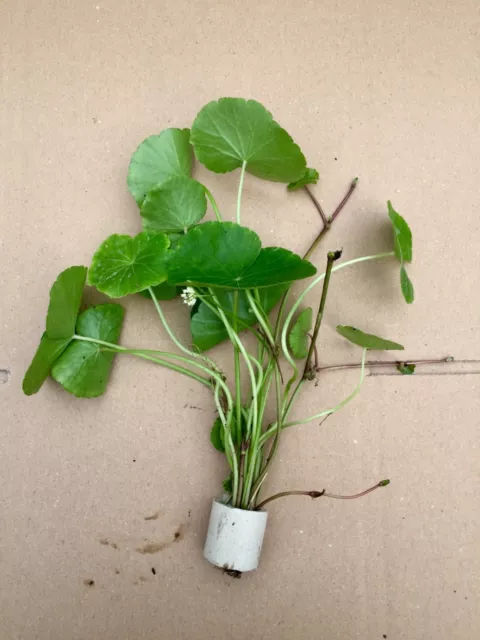 Hydrocotyle leucocephala Brasilianische Wassernabel Aquaqriumpflanze 1Bund