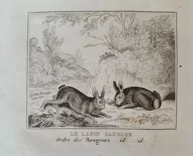 Lithographie Kunstdruck Stich Engraving Tier Hase Hare Buffon Antik 3