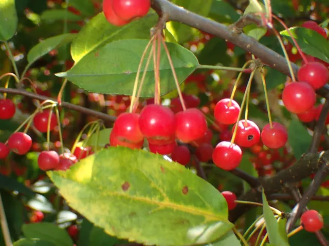 Siebold's Crabapple  (Malus sieboldii) - small, compact tree - 10 fresh seeds