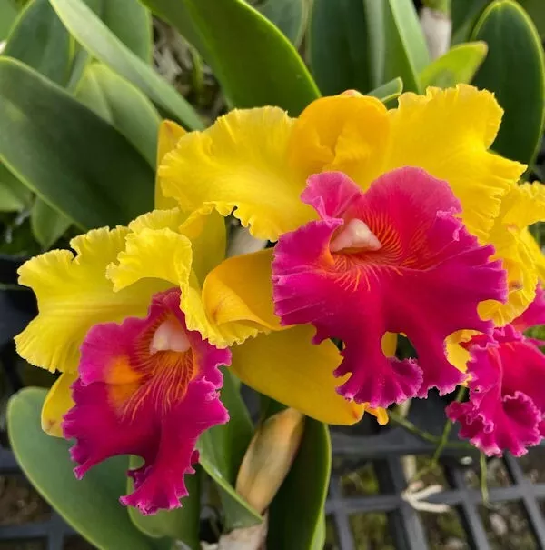 Cattleya Rlc Patra Delight Orchid Live Plant 4 1/2  Pot 4B34