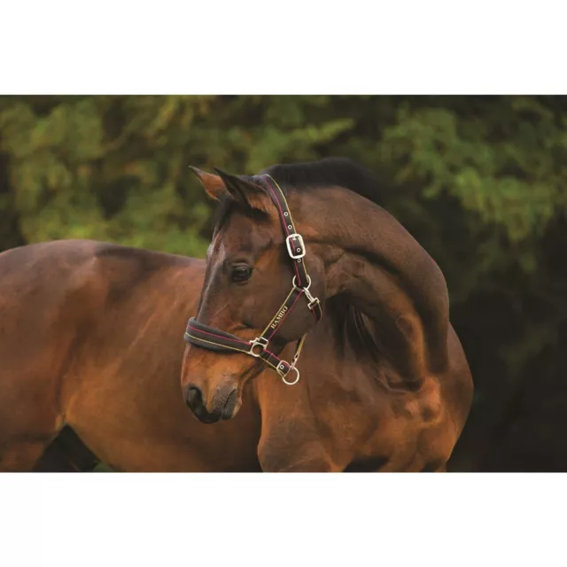 RAMBO PADDED HEADCOLLAR Horseware Padded Fleece Nose And Headband Adjustable