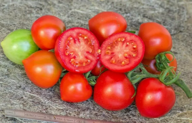 Ruthje Tomato - 5+ seeds - Graines - Semillas - Samen - P 418