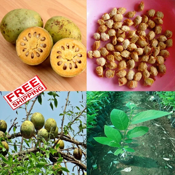 BAEL TREE SEEDS(AEGLE marmelos) Edible Golden Beli Fruit Sacred Organic ...