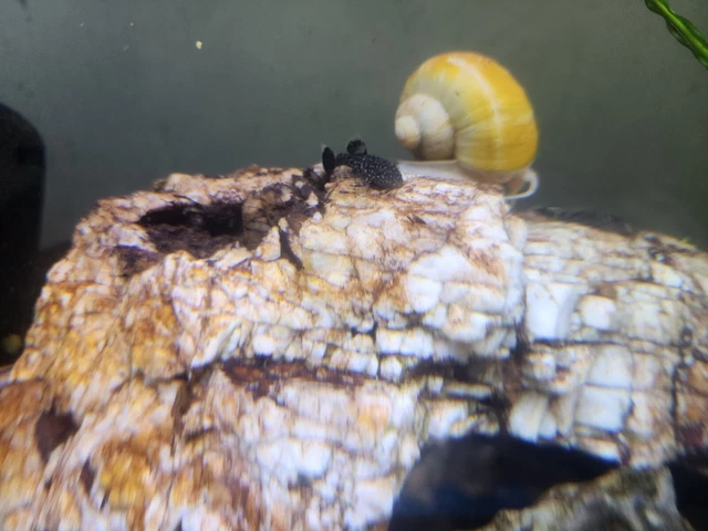 10 Pleco Brown Spotted / White Calico Babies BristleNose 1 Inch Long