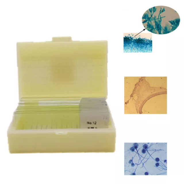 12PCS Teaching Fungi Prepared Microscope Slides for Biology Educational Supplies