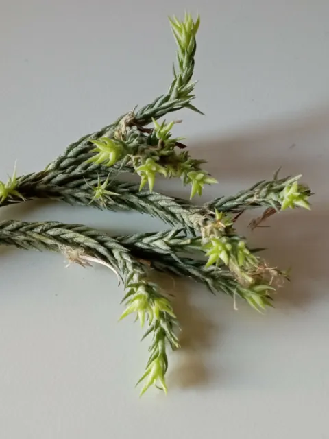 Rare Tillandsia Tricholepis Plantes Collection Carnation D'Air 10 CM Approx.