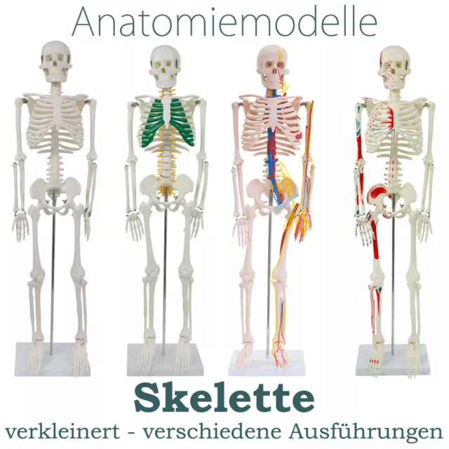 Menschliches Skelett Anatomie Anatomisches Modell Spinalnerven Muskeln 80 cm