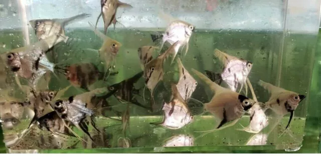 3 Assorted Angelfish Live Freshwater Aquarium Fish
