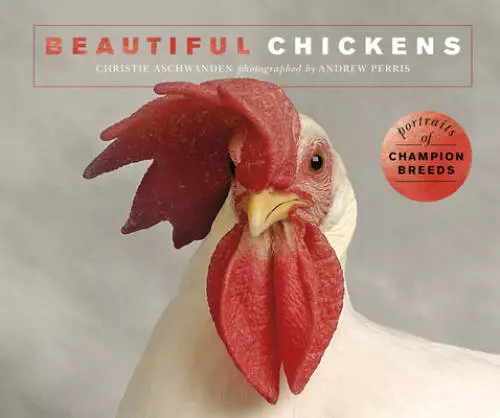 Beautiful Chickens: Portraits of champion breeds (Beautiful Animals) - GOOD