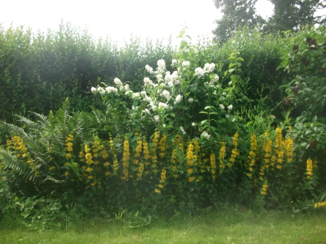 Goldfelberich Lysimachia punctata   5 Stück - 10 Euro