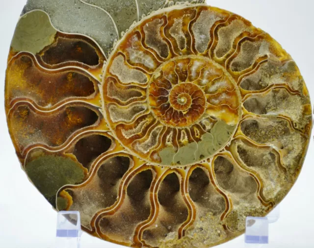 Dinosaur PAIR Ammonite MultiColor Crystals XXXL 160mm 110myo FOSSIL 6.8" e3783xx 2