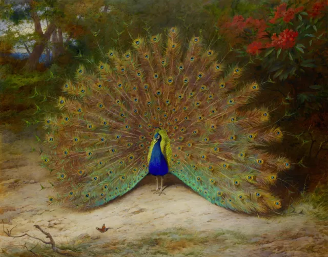 Wall art HD Print Animals Peacock Oil painting Picture printed on canvas L179