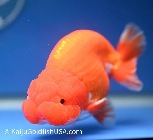 Live Fancy Goldfish Red White Buffalo Ranchu 4.5 - 5 inches (1208_RC05)