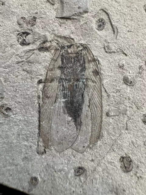 Rare fossil insecte（Blattodea ou。。。 )？Crétacé -10.5x7.0x0.3cm