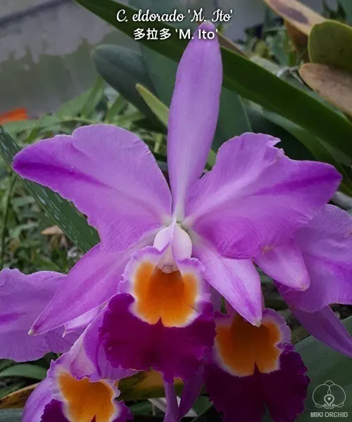 Orchid Orchidee Cattleya eldorado (wallisii) 'M. Ito' BM/JOS, RARE (22 L)