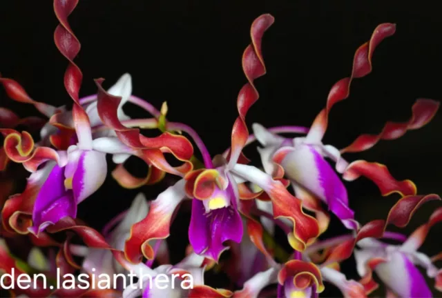 Orchid - Species Dendrobium Lasianthera