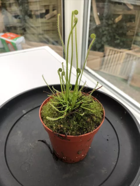 Sundew Drosera filiformis var. Florida Giant - Carnivorous plant