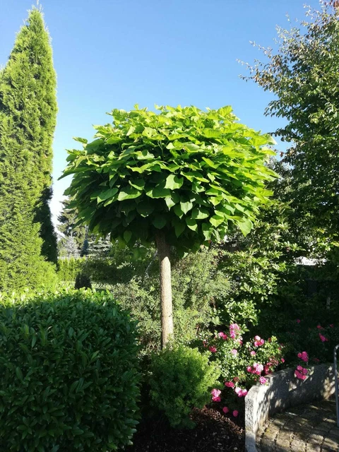 Kugelbaume Stammhohe 180 Cm