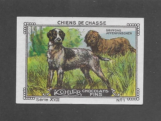 1931 Nestle Cailler Kohler Dog Card GERMAN WIREHAIRED POINTER POINTING GRIFFON