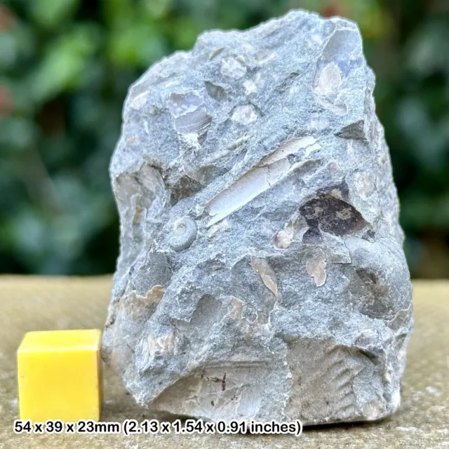 Fossil Crinoid and Shell Block, Thorncombe Beacon, Jurassic Coast, Dorset